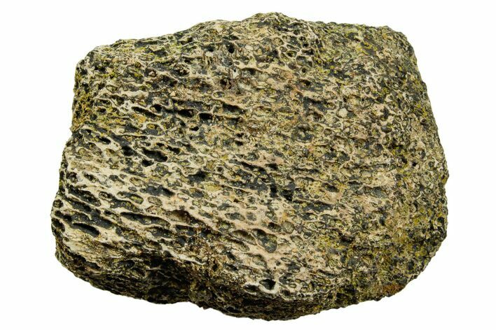 Dinosaur (Triceratops) Bone Section - Montana #366614